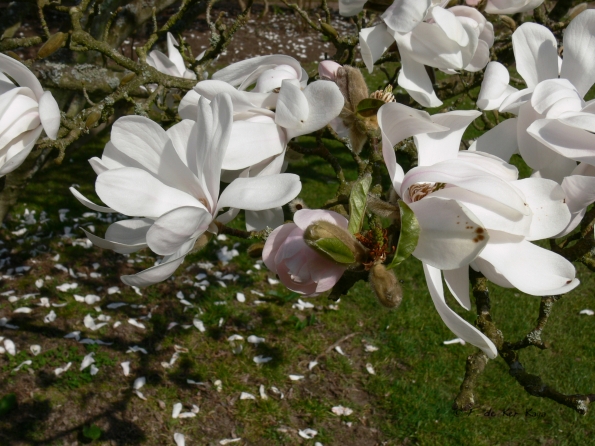 Bois des Moutiers (69) mars 2012